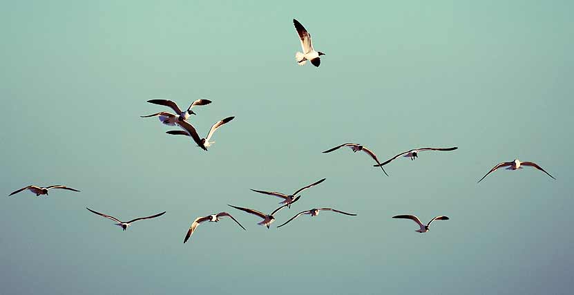 Sand Key Seagulls Flying